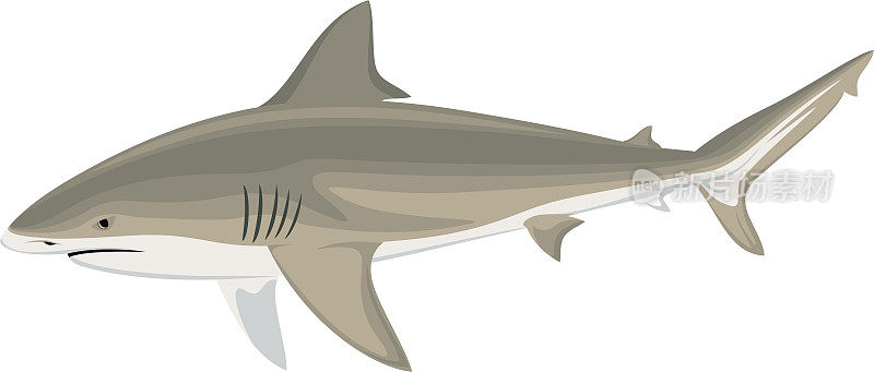 矢量牛鲨(Carcharhinus leucas)赞比西河鲨鱼插图